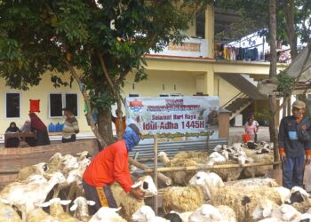 Semarak Idul Adha 1445 H, YAQINDO Sembelih dan Bagikan 24 Kambing.