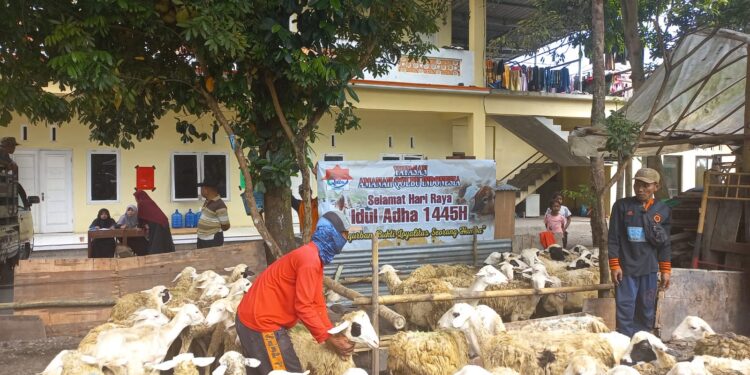 Semarak Idul Adha 1445 H, YAQINDO Sembelih dan Bagikan 24 Kambing.