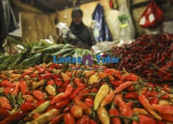 Harga Cabai Melonjak, Konsumen Menjerit, Pemerintah Diminta Turun Tangan!