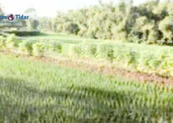 Resmi Berlaku! Begini Cara Mudah Beli Pupuk Subsidi Rp 2.000-an per Kg Mulai 2025