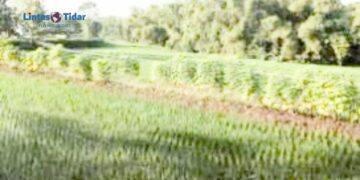 Resmi Berlaku! Begini Cara Mudah Beli Pupuk Subsidi Rp 2.000-an per Kg Mulai 2025