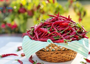 Cabai Tidak Cepat Busuk? Emak-Emak Wajib Coba Tips Sederhana Ini