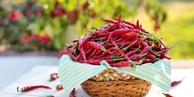 Cabai Tidak Cepat Busuk? Emak-Emak Wajib Coba Tips Sederhana Ini