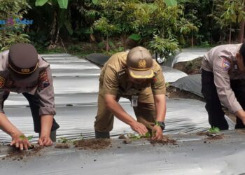 Inisiatif Polsek dan Petani Milenial Candimulyo: Bangun Ketahanan Pangan