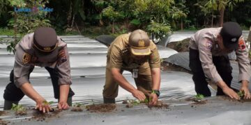 Inisiatif Polsek dan Petani Milenial Candimulyo: Bangun Ketahanan Pangan
