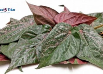 Rahasia Daun Sirih Merah: Solusi Alami untuk Kolestrol dan Asam Urat