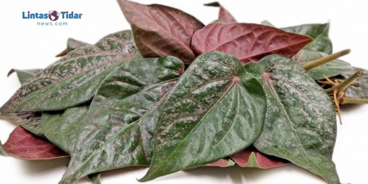 Rahasia Daun Sirih Merah: Solusi Alami untuk Kolestrol dan Asam Urat