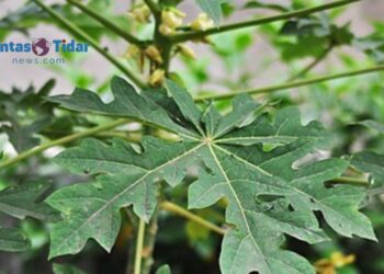 Daun Pepaya: Obat Alami yang Wajib Kamu Tahu!