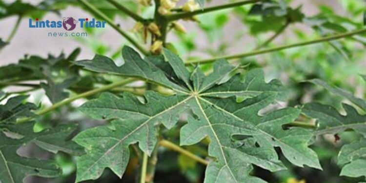 Daun Pepaya: Obat Alami yang Wajib Kamu Tahu!