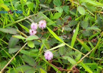 Putri Malu, Ternyata Tanaman Liar Ini Banyak Manfaatnya Lho!