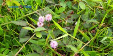 Putri Malu, Ternyata Tanaman Liar Ini Banyak Manfaatnya Lho!