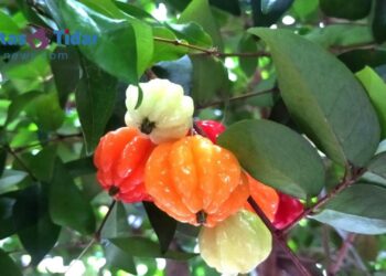 13 Manfaat Dewandaru: Si Kecil Kaya Khasiat untuk Kesehatan Tubuh!