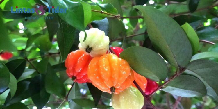 13 Manfaat Dewandaru: Si Kecil Kaya Khasiat untuk Kesehatan Tubuh!