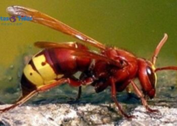Mengenal Tawon Vespa, Serangga Paling Tahan Alkohol