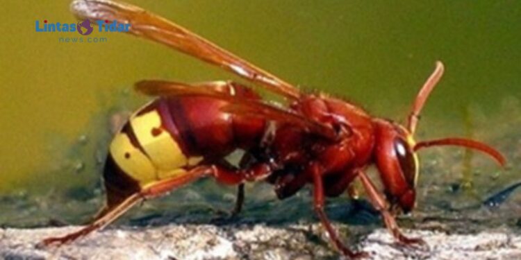 Mengenal Tawon Vespa, Serangga Paling Tahan Alkohol