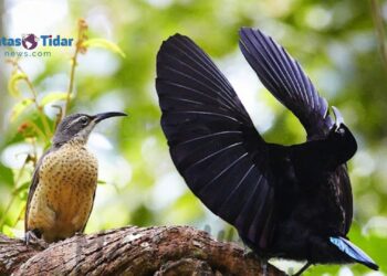 Ternyata Begini Misteri Perkusi Burung Riflebird Jantan