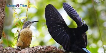 Ternyata Begini Misteri Perkusi Burung Riflebird Jantan