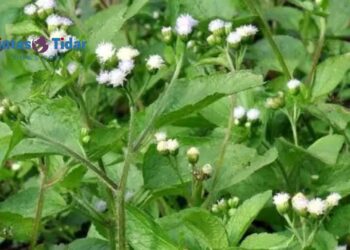 Cara Praktis Rebus Daun Bandotan untuk Atasi Asam Lambung, Simak Tipsnya Ya?