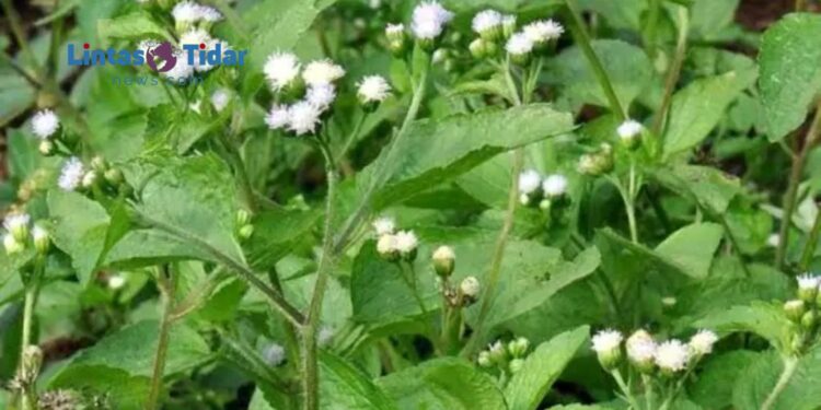 Cara Praktis Rebus Daun Bandotan untuk Atasi Asam Lambung, Simak Tipsnya Ya?