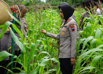 Kapolres Magelang Kota Ikut Penanaman Jagung Serentak di Lahan Produktif