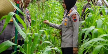 Kapolres Magelang Kota Ikut Penanaman Jagung Serentak di Lahan Produktif