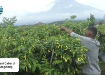 Harga Cabai di Magelang Tembus Rp100.000 per Kg, Warga Menjerit