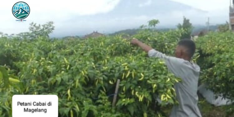 Harga Cabai di Magelang Tembus Rp100.000 per Kg, Warga Menjerit