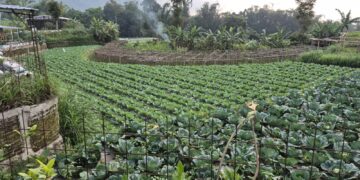 Pertanian Bukan Sekadar Bisnis, Melainkan Ibadah dan Kedaulatan Bangsa Yang Harus Kembali Ditegakkan