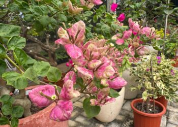 Hobinya Melilit Batang Berduri Bunga Bougenville, Bang Daniel Raup Jutaan Rupiah