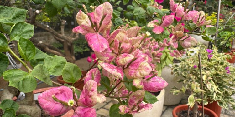 Hobinya Melilit Batang Berduri Bunga Bougenville, Bang Daniel Raup Jutaan Rupiah